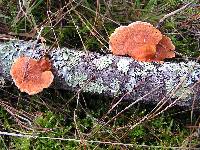 Pycnoporus coccineus image