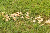 Marasmius oreades image