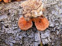 Pycnoporus coccineus image