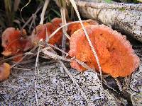 Pycnoporus coccineus image