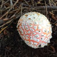 Amanita muscaria image