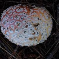 Amanita muscaria image