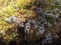 Cladonia rangiferina image
