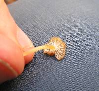 Rickenella fibula image
