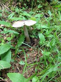 Amanita vaginata image