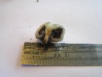 Thumbnail image of current specimen