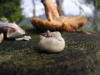 Thumbnail image of current specimen