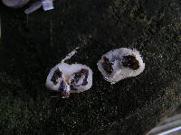 Thumbnail image of current specimen