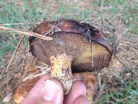 Suillus granulatus image