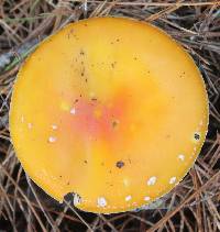 Amanita muscaria image