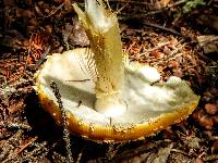 Amanita muscaria image