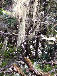 Ramalina menziesii image