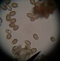 Ganoderma brownii image