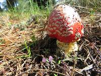 Amanita muscaria image