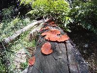 Pycnoporus coccineus image