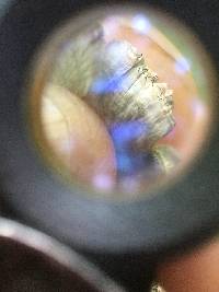 Media resource of Phaeocalicium polyporaeum