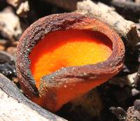 Caloscypha fulgens image