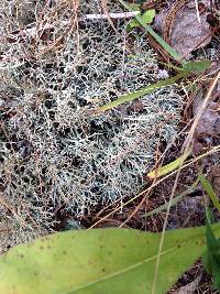 Cladonia furcata image