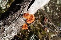 Pycnoporus coccineus image
