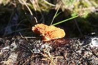 Pycnoporus coccineus image