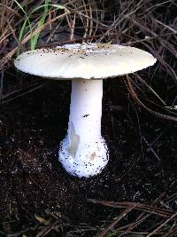 Amanita gemmata image