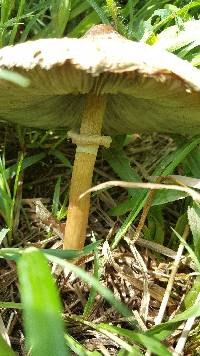 Chlorophyllum molybdites image