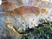 Trametes versicolor image