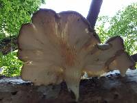 Pleurotus ostreatus image