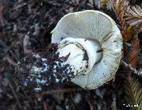 Agaricus xanthodermus image