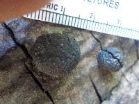 Annulohypoxylon thouarsianum image