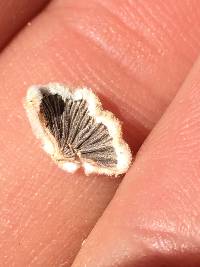 Schizophyllum commune image