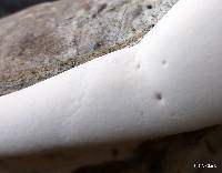 Ganoderma applanatum image