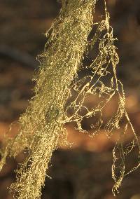 Ramalina menziesii image