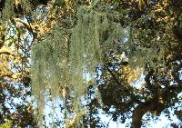 Ramalina menziesii image