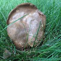 Boletinellus merulioides image
