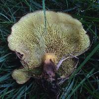 Boletinellus merulioides image