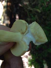 Lactarius volemus image