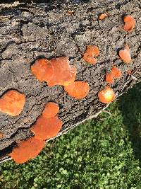 Pycnoporus cinnabarinus image