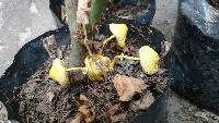 Leucocoprinus birnbaumii image