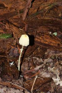 Leucocoprinus fragilissimus image