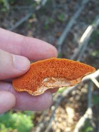 Pycnoporus cinnabarinus image