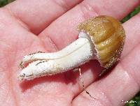 Psathyrella candolleana image