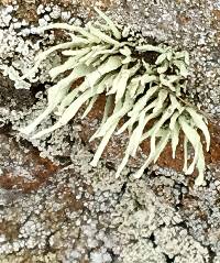 Niebla homalea image