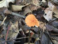 Marasmius siccus image