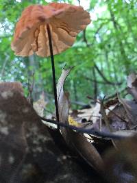 Marasmius siccus image