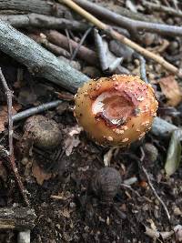 Amanita amerirubescens image