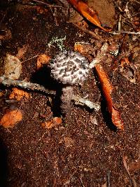 Strobilomyces strobilaceus image