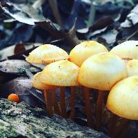 Mycena leaiana image