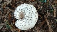 Chlorophyllum rhacodes image
