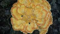Laetiporus sulphureus image